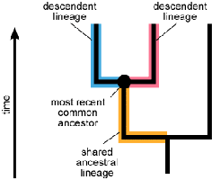 Phylogenetic tree showing lineages and common ancestors
