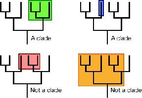 Examples of clades and non-clades on a tree