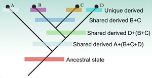 Diagram showing derived traits