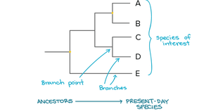 Phylogenetic tree with time scale