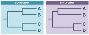 Comparison of cladogram and phylogram