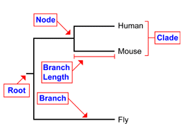 Labeled phylogenetic tree showing node, root, branch, and clade