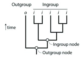 Phylogenetic tree with outgroup rooted