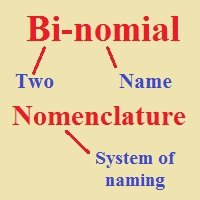 Explanation of binomial nomenclature