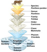 Example of hierarchical classification with Panthera pardus