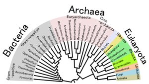 Phylogenetic tree showing three domains of life