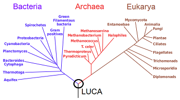 Tree of life showing Bacteria, Archaea, and Eukarya