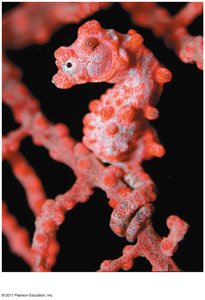 Evolutionary adaptation in seahorse