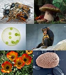Prokaryotic and eukaryotic cells