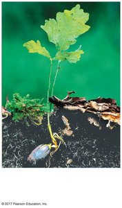 Growth and development in plants