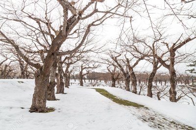 Regulation in trees during winter