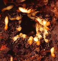 Colony of insects (possibly termites) in soil