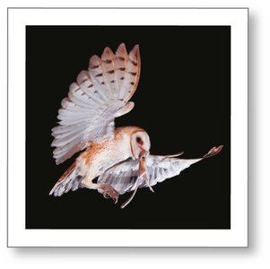 Owl predation on mouse