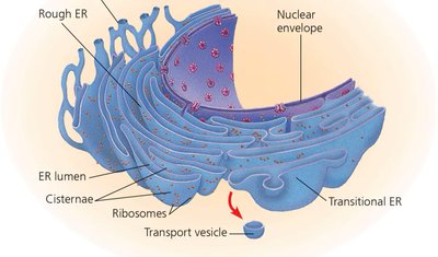 Structure of the endoplasmic reticulum and associated organelles