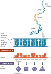 Transcription and translation overview