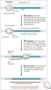 Steps of transcription