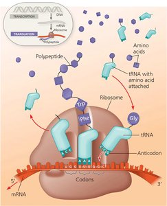 Translation process at the ribosome
