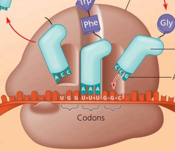 Close-up of translation and codon-anticodon interaction