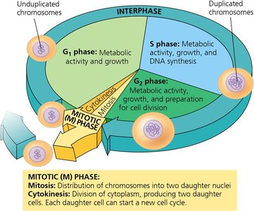 Cell cycle phases