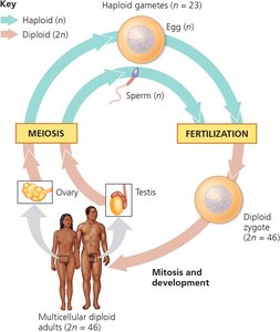 Meiosis and fertilization cycle