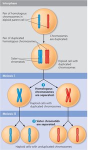 Stages of meiosis