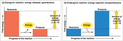 Exergonic and endergonic reactions