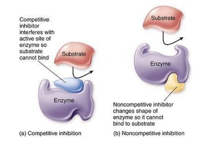 Competitive and noncompetitive enzyme inhibition
