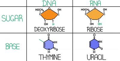 Comparison of DNA and RNA sugars and bases