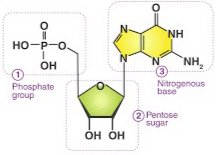 Nucleotide structure with labeled components