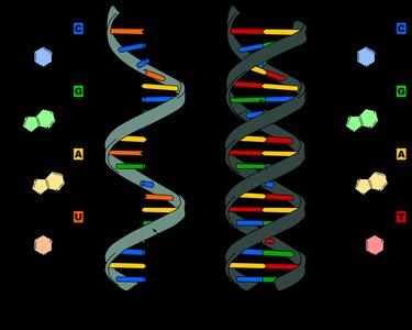 DNA and RNA structure and base pairing