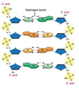Base pairing in DNA