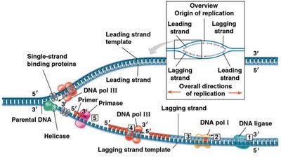 DNA replication process