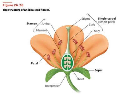 Structure of an idealized flower