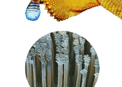 Gecko foot hairs for van der Waals interactions