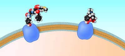 Endorphin and morphine binding to receptors