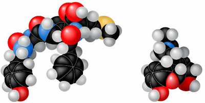 Structures of endorphin and morphine