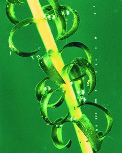 Photosynthesis in Elodea plant