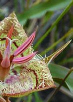 Serpentine plant community