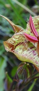 Serpentine-adapted plant