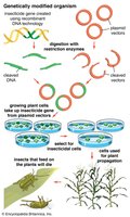 Diagram of genetically modified organism creation and propagation