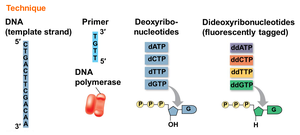 Diagram showing labeled DNA fragments of different lengths in Sanger sequencing