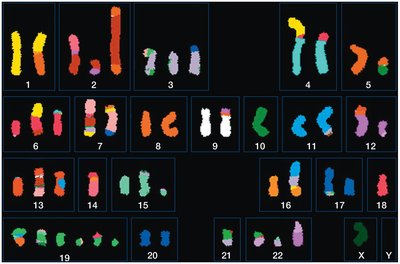 Karyotypes can reveal chromosome-level mutations