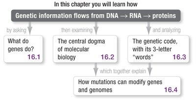 Chapter roadmap: genetic information flows from DNA to RNA to proteins