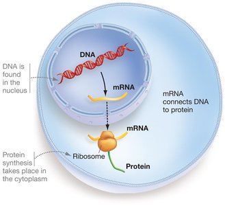 mRNA connects DNA to protein synthesis in the cell