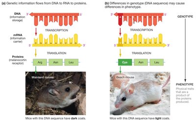 Central dogma explains relationship between genotype and phenotype