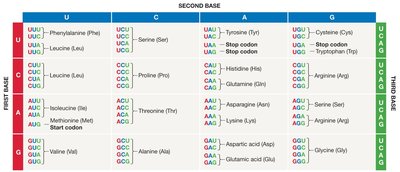 The genetic code table: codons and their corresponding amino acids