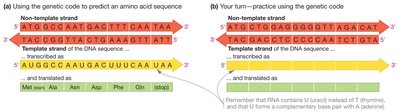 Using the genetic code to predict amino acid sequences