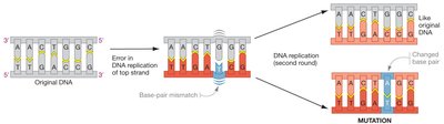Unrepaired mistakes in DNA synthesis lead to point mutations