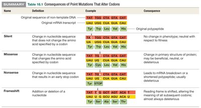 Table: Consequences of point mutations that alter codons