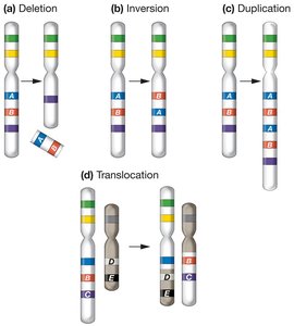 Four types of chromosome structural mutations